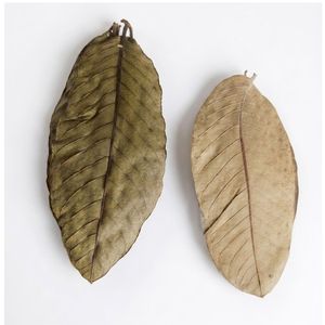 Feuilles de goyavier séchées naturelles écologiques YAMUNA 11-15 cm/4 à 5 pouces pour aquarium, paquet de 250 feuilles - Product Image 1