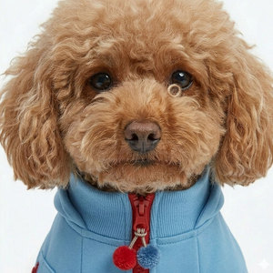 Conjunto Deportivo para Mascotas de Invierno, Cómodo, Ecológico, de Alta Calidad, Suave y Cálido, Estilo Atlético para Cachorros Pequeños, Ropa de Poliéster - Product Image 2