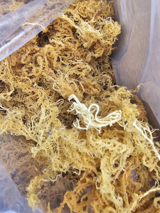 Specializing in exporting large quantities of high quality <b>dried</b> sea <b>moss</b> at competitive prices / Ms. Lima - Product Image 6