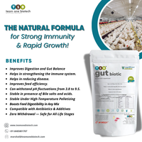 T1B Gut Biotic, additif alimentaire probiotique pour volailles, pour la digestion et le soutien immunitaire des poulets de chair et des poules pondeuses.