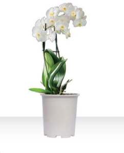 Maceta de forma redonda, duradera y elegante, perfecta para interiores/exteriores, ideal para flores o vegetación, agrega elegancia a cualquier hogar - Product Image 3