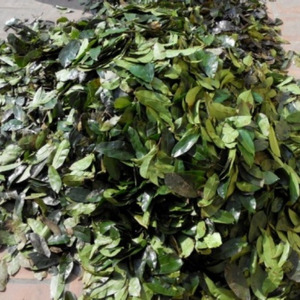 ทุเรียนเทศแห้งใบเวียดนามผลิตภัณฑ์จากธรรมชาติตากแห้งที่ใช้ในการผสมกลิ่นชาและอุตสาหกรรมสมุนไพร - Product Image 2