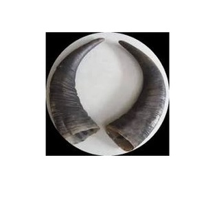 Pointes de corne de buffle naturelles brutes de haute qualité, blanches et brunes, écologiques, imitation antique, décoration artistique et de collection, Noël - Product Image 5