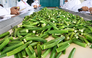 PREMIUM FACTORY Canned Cut Okra 12 Oz Tin Can in Brine for Supermarket Private Label - Product Image 6