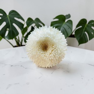 VADEE Premium White Snow Chrysanthemum 003 <b>Diffuser</b> Flower Sola Wood Handmade Sustainable Craft Sesbania <b>Reed</b> Seafoam Green - Product Image 5