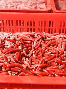 Piment rouge congelé entier IQF sous vide, qualité supérieure, légumes surgelés très piquants - Product Image 6