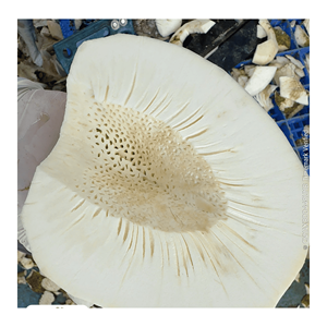 Fruta de pan (breadfruit) congelada IQF, procesada a partir de piezas naturales de fruta de pan para freír, asar y preparar culinariamente, origen Vietnam. - Product Image 6