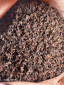 Suministro Directo de Granjas, Anís Estrellado Seco de Vietnam Sin Azufre para Cocinar, Excelente Calidad, 12 Meses de Vida Útil - Product Image 1