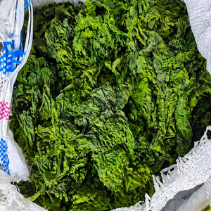 สาหร่ายทะเลอัลวาแลคตูคาคุณภาพสูง อบแห้ง/ผงสาหร่ายทะเล จากเวียดนาม/ คุณอลีนา - Product Image 3