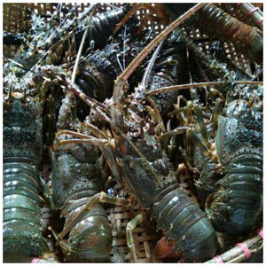 Langosta Entera Congelada / Cola de Langosta Congelada / Proveedores de Langosta Fresca Viva - Product Image 4