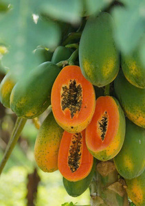 Papaye congelée 100% fruits frais du Vietnam - Product Image 6