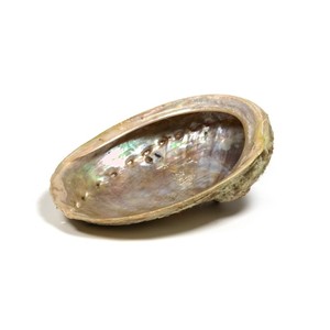 Large <b>abalone</b> <b>shells</b> for smudging competitive price natural ocean <b>shell</b> high quality seashell - Product Image 4