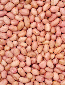 Arachides blanchies entières, noyaux de cacahuètes séchés, collation pour la transformation alimentaire, cacahuètes de Java - Product Image 3