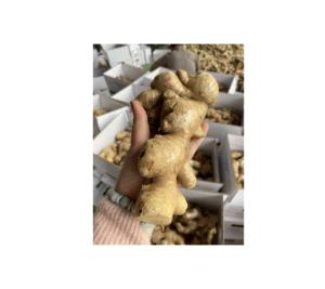 Raíz fibrosa entera de jengibre fresco utilizada en salsas y mezclas de condimentos cultivadas naturalmente en Vietnam - Product Image 4