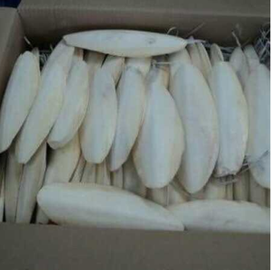 Exportador y Fabricante de Huesos de Sepia Premium de 4 a 6 Pulgadas, Paquetes de 12 Unidades, Disponible en Empaques Minoristas y al por Mayor 19.2 - Product Image 4