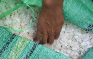 Écailles de poisson marins séchées naturelles pour la production de gélatine – Matière première nettoyée et séchée pour applications industrielles en vrac - Product Image 3