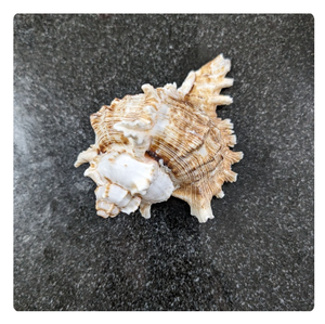 เปลือกหอยทะเลหลากหลายชนิดสำหรับงานฝีมือและการตกแต่ง - Product Image 5