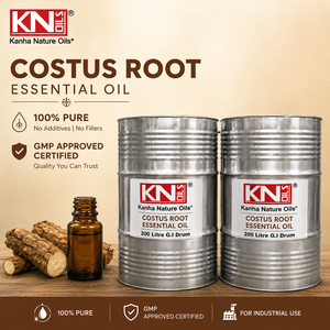 Aceite Esencial de Raíz de Costus 100% Puro, Venta al por Mayor, Fabricante, Saussurea lappa, Certificado Orgánico, Exportador Global - Product Image 4