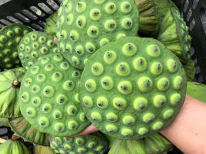 Graines de lotus séchées VF 1 kg Sac de graines de lotus séchées naturelles Ingrédient alimentaire pour la cuisine et les desserts Vietnam par 99 Gold Data - Product Image 5