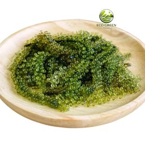 Natural Dried Sea Grapes <b>Seaweed</b> Umibudo <b>Snack</b> Ingredient Ready to Rehydrate Bulk Export Supply - Product Image 6