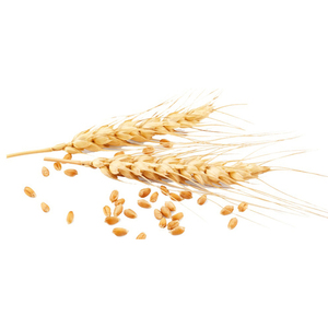 Blé dur de qualité supérieure en vrac, qualité alimentaire premium, prêt à être expédié, approvisionnement pour l'exportation - Product Image 3