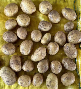 Pommes de terre fraîches de haute qualité, origine positive, <span class=keywords><strong>vente</strong></span> directe, sac de 20 kg, pommes de terre jaunes - Product Image 4