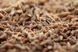 Graines de cumin entières allongées fraîches d'Inde, qualité supérieure, aromatiques naturelles, Jeera, durée de conservation de 24 mois, pour le commerce en gros d'épices - Product Image 5