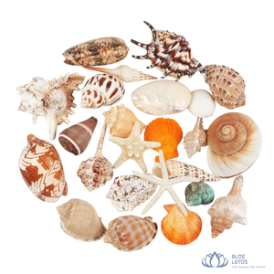 [BEST SELLING] Eco-Friendly Mixed Natural Shape Seashells Assorted <b>Beach</b> Shells Pack <b>Beach</b> Theme Party DIY Craft Home Aquarium - Product Image 1
