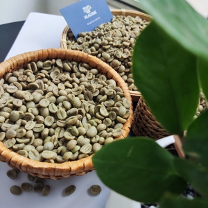 GRANOS DE CAFÉ ROBUSTA VIETNAMITA R1S16 R1S18, LIMPIADOS EN HÚMEDO, CALIDAD DE EXPORTACIÓN, MARCA PRIVADA DISPONIBLE |   CELESTE VILACONIC - Product Image 2