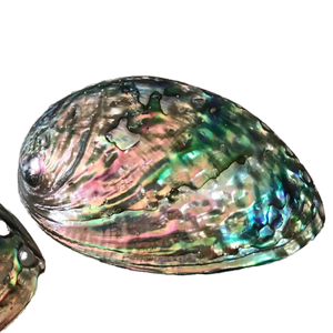 Coquilles d'ormeau du Vietnam de qualité export pour collections de coquillages, expositions éducatives, finitions naturelles polies à haute brillance - Product Image 1