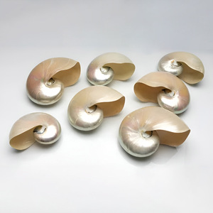 Concha de nautilus blanca para decoración costera, buen precio, conchas marinas naturales, venta al por mayor de conchas marinas - Product Image 4