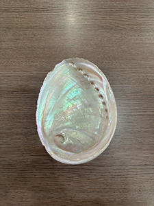 <b>Abalone</b> <b>Shell</b> Polished Seashell Large 2''-3" Wholesale Color Sage Burning - Product Image 3