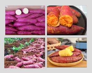 Patata dulce congelada natural de Vietnam, snack orgánico saludable a granel, Exportación al por mayor, servicio OEM por 99 Gold Data Manufacturer - Product Image 5