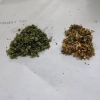 Hierbas Verdes Damiana RASTA Gold Blends Temptation, Hierbas para Liar de Hojas Ricas, 100% Naturales, Hojas Trituradas, Suministro a Granel de Fábrica