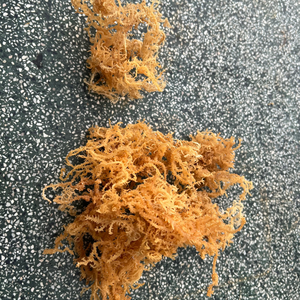 Mousse de mer du Vietnam en gros pour la production de collations saines et l'amélioration de la consistance des produits laitiers sans lait - Product Image 6