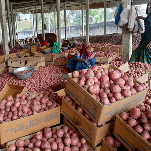Pommes <span class=keywords><strong>de</strong></span> <span class=keywords><strong>terre</strong></span> fraîches <span class=keywords><strong>de</strong></span> qualité supérieure, <span class=keywords><strong>de</strong></span> forme allongée, cultivées en ferme, qualité export, pommes <span class=keywords><strong>de</strong></span> <span class=keywords><strong>terre</strong></span> rouges fraîches en gros, agro. - Product Image 1