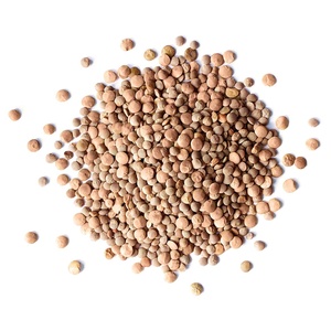 Lentejas marrones secas cuidadosamente seleccionadas, envasadas de forma limpia y de calidad, para compradores mayoristas e importadores de alimentos frescos. - Product Image 1