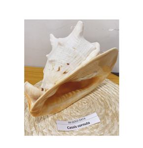 เปลือกหอยขัดเงาคุณภาพสูงจากเวียดนาม เปลือกหอยทูน่า งานฝีมือ ของที่ระลึก ของขวัญ มีสินค้าในสต็อก - Product Image 6