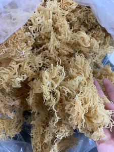 สาหร่ายมอสคุณภาพสูง สีขาว/ทอง/ม่วง ยูเชียม่า คอตตอนนี จากซัพพลายเออร์เวียดนาม - Product Image 3