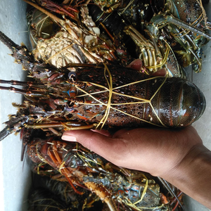 Homard bleu frais de qualité supérieure, homard de mer pour l'exportation, fournisseur en gros - Product Image 6