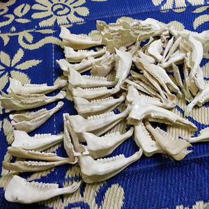 Venta caliente de la mejor calidad de mandíbula de cabra pulida blanca hecha a mano Real - Product Image 3