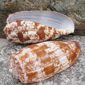 Conchas marinas naturales para decoración de acuarios de agua salada, exhibición de conchas marinas, precio competitivo. - Product Image 6