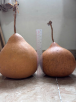 Gourdes séchées écologiques de qualité supérieure, couleur naturelle, taille personnalisée, pour peinture, artisanat, instruments de percussion faits à la main