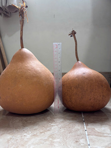 Gourdes séchées écologiques de qualité supérieure, couleur naturelle, taille personnalisée pour la peinture, l'artisanat et les instruments de percussion faits à la main - Product Image 2