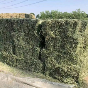 Heno de Alfalfa Fresco de Granja, Alimento a Granel para Vacas Lecheras, Caballos, Conejos, Ovejas y Cabras, con Textura Rica en Hojas Verdes Naturales - Product Image 6