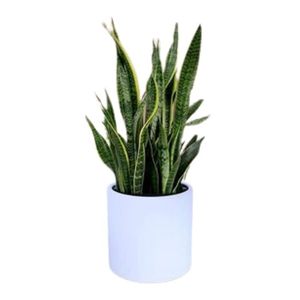 Decorative Stainless Steel <b>Table</b> Planter with Smooth White Finish and Inner Black Protective Coating Rust-Resistant <b>Plant</b> Pot - Product Image 1