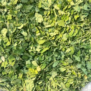 Hojas de Moringa Secas 100% Auténticas, Secadas al Horno, Disponibles a Granel - Product Image 1