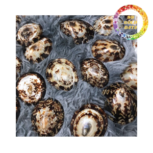 Conchas de limpias para decoración, manualidades y uso en acuarios, conchas marinas naturales secas, proveedor de Vietnam - Product Image 2