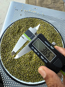 Meilleures ventes : Haricots mungo verts entiers Sortex, qualité supérieure pour l'exportation et la vente en gros - Product Image 5