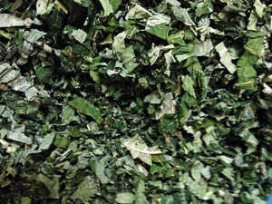 Té Puro de Hojas Frescas de Papaya Macho de Grado Premium para Exportación, Té Saludable Cortado, Hierba 100% Natural Orgánica en Bolsa de Vietnam - Product Image 3